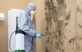 Why You Should Choose Our Mold Remediation Services in Pleasanton, TX